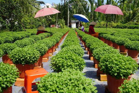 Nhà vườn huyện Chợ Lách (Bến Tre) chăm sóc hoa Tết - Ảnh: M.TR. Nhà vườn huyện Chợ Lách (Bến Tre) chăm sóc hoa Tết - Ảnh: M.TR.