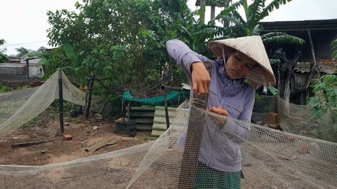 Thắp lên hy vọng cho nông dân Quảng Trị - Ảnh 1. Khi nghe tin mình được hỗ trợ vốn vay không lãi suất để chăn nuôi, chị Nhung đã đi giăng lại tấm lưới bao quanh khu vườn sau nhà để nuôi 200 con gà giống - Ảnh: QUỐC NAM