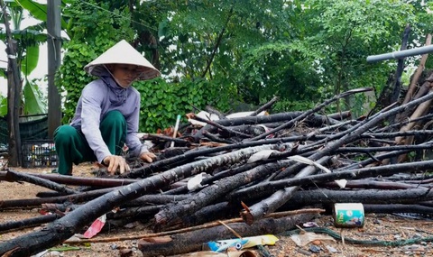 Thắp lên hy vọng cho nông dân Quảng Trị - Ảnh 2. Trước đó, chị Nhung với công việc chặt củi bán bao năm vì chồng mất và phải nuôi bốn người con ăn học cùng mẹ chồng nằm liệt giường - Ảnh: QUỐC NAM