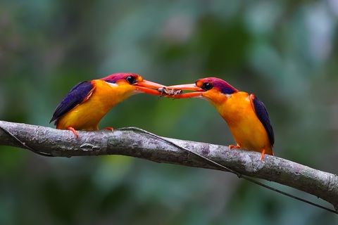 Khúc chim hành của Huỳnh Thanh Danh - Ảnh 3. Chim bồng chanh đỏ (Black-backed Kingfisher)