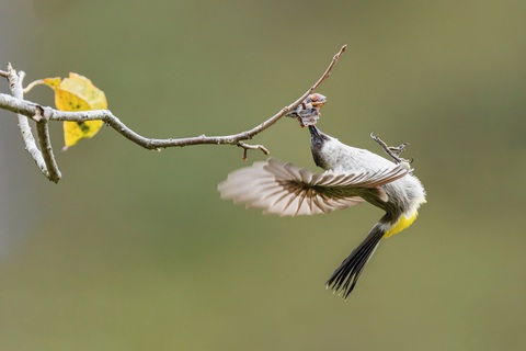 Khúc chim hành của Huỳnh Thanh Danh - Ảnh 9. Bông lau tai trắng (Pycnonotus aurigaster)
