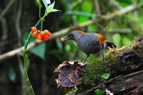 Khúc chim hành của Huỳnh Thanh Danh - Ảnh 13. Khướu Ngọc Linh (Golden-winged Laughingthrush)