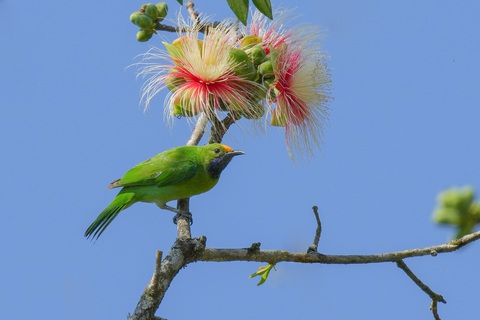 Khúc chim hành của Huỳnh Thanh Danh - Ảnh 5. Chim xanh trán vàng (Golden-fronted Leafbird)