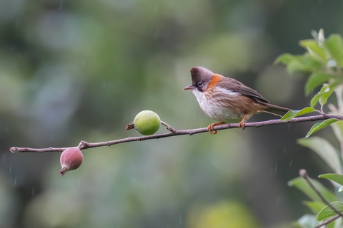 Khúc chim hành của Huỳnh Thanh Danh - Ảnh 6. Khướu mào cổ hung (Whiskered Yuhina)