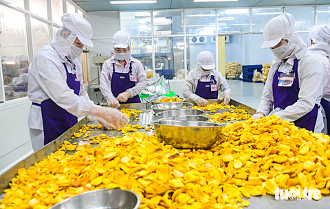 Công nhân sơ chế và đóng gói mít sấy xuất khẩu tại Công ty cổ phần Vinamit, thị xã Bến Cát, tỉnh Bình Dương - Ảnh: QUANG ĐỊNH Công nhân sơ chế và đóng gói mít sấy xuất khẩu tại Công ty cổ phần Vinamit, thị xã Bến Cát, tỉnh Bình Dương - Ảnh: QUANG ĐỊNH
