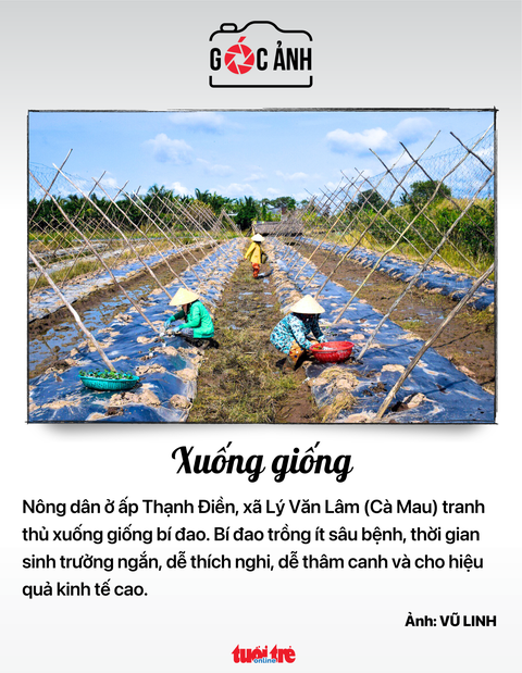 Xuống giống - Ảnh: VŨ LINH Xuống giống - Ảnh: VŨ LINH