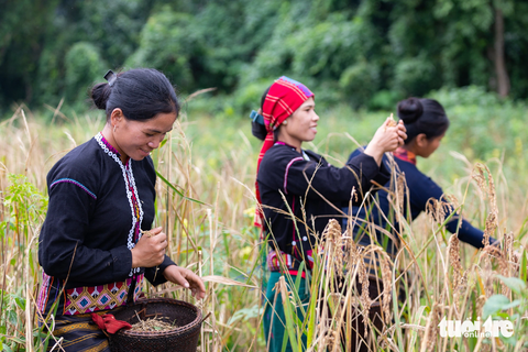 Độc đáo lễ Piếc xa rò ngay trên nương rẫy ở tây Trường Sơn - Ảnh 7. Người dân canh tác còn thủ công, lúa tuốt bằng tay từng bông một