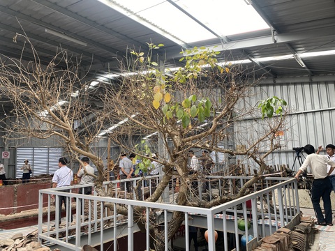 Giới khoa học kinh ngạc trước cách giải phẫu chưa có tiền lệ của Chùa Cầu - Ảnh 5. Gốc cây nổi tiếng nằm sát hông Chùa Cầu cũng được giữ lại, mở ô "giếng trời" để lấy ánh sáng giúp cây không bị chết