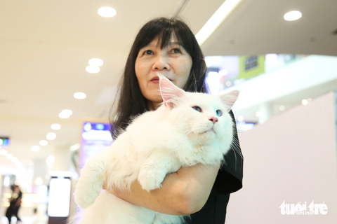 Hơn 70 giống mèo quý tộc đua nhau khoe sắc, có con trị giá 10.000 USD - Ảnh 8. Chú mèo maine coon (mèo Mỹ lông dài) từ Nha Trang vào TP.HCM để “đi show”. Chú mèo này được nhiều “fan hâm mộ” vây quanh bởi kích cỡ đến 8kg