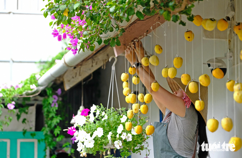 Một Đà Lạt rất thơ trong mùa hồng treo gió - loại đặc sản ngon ngọt mỗi năm chỉ có một lần - Ảnh: MINH AN Một Đà Lạt rất thơ trong mùa hồng treo gió - loại đặc sản ngon ngọt mỗi năm chỉ có một lần - Ảnh: MINH AN