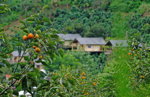Vườn hồng chín vàng thấp thoáng bên những mái nhà Đà Lạt trong thời điểm phố núi sắp lập đông - Ảnh: MINH AN Vườn hồng chín vàng thấp thoáng bên những mái nhà Đà Lạt trong thời điểm phố núi sắp lập đông - Ảnh: MINH AN