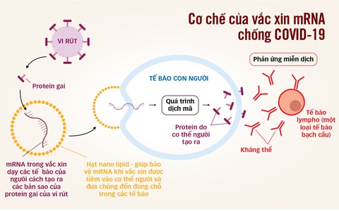 Vắc xin mRNA xứng đáng giành Nobel - Ảnh 1. Nguồn: The Conversation, Cục Y tế dự phòng - Tổng hợp: Minh Khôi - Đồ họa: TẤN ĐẠT