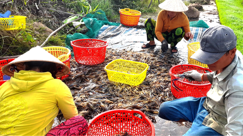 Giá tôm tăng trở lại, nông dân không còn hàng - Ảnh 1. Giá tôm đã nhích lên do thiếu hụt nguyên liệu - Ảnh: MINH KHANG