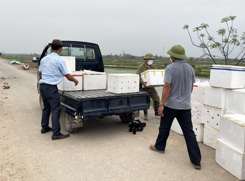 Kiếm tiền tỉ từ ương nuôi rươi giống - Ảnh 5. Rươi giống từ cơ sở của ông Giang tại xã Hòa Bình, huyện Vĩnh Bảo, Hải Phòng được đóng hộp chuyển tới nơi tiêu thụ - Ảnh: XUÂN GIANG