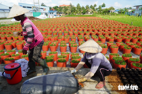 Người trồng hoa phập phồng vì gặp thời tiết bất lợi - Ảnh 1. Ruộng hoa của người dân tại Bến Tre đang gặp nhiều bất lợi do thời tiết mưa nhiều trong thời gian qua - Ảnh: MẬU TRƯỜNG