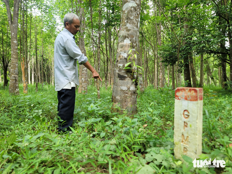 Bổ sung giá đền bù dó bầu, gỡ vướng mặt bằng cao tốc Vân Phong – Nha Trang - Ảnh 1. Diện tích cần thu hồi để thi công dự án cao tốc Vân Phong - Nha Trang khoảng 4ha, trong đó có 4.298 cây dó bầu 20 năm tuổi của dân - Ảnh: TRẦN HƯỚNG