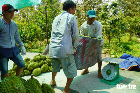 Thương lái “săn” sầu riêng đầu vụ giá 125.000 đồng/kg - Ảnh 1. Hiện nay giá sầu riêng một số khu vực tại Tiền Giang đang được thương lái thu mua với giá 125.000 đồng/kg - Ảnh: MẬU TRƯỜNG