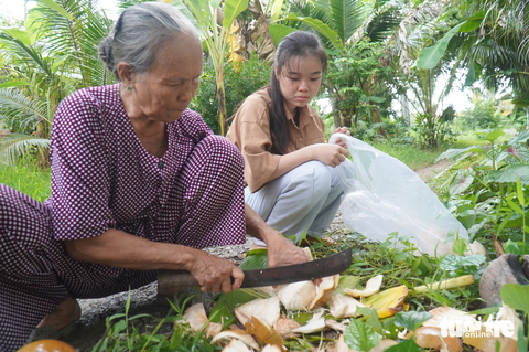 Chuyện về những tân sinh viên đậu đại học nhưng không ai vui nổi - Ảnh 1. Nguyễn Phương Vi và bà nội của mình đang chặt dừa để Vi mang lên TP.HCM nhập học - Ảnh: MẬU TRƯỜNG