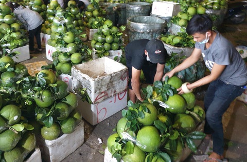 Tin tức sáng 1-11: Kỷ luật nếu không làm hết trách nhiệm, thiếu máu kéo dài; Kỳ vọng xuất khẩu bưởi - Ảnh 2. Kim ngạch xuất khẩu bưởi tăng mạnh - Ảnh: NGUYỄN TRÍ