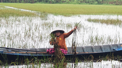 Một cơn mưa lớn kéo dài, miền Tây ngập khắp nơi - Ảnh 1. Hơn 1,5ha lúa hè thu của bà Hứa Thị Thương ở huyện Trần Văn Thời, tỉnh Cà Mau bị mưa lớn làm ngập úng, không thể thu hoạch - Ảnh: THANH HUYỀN
