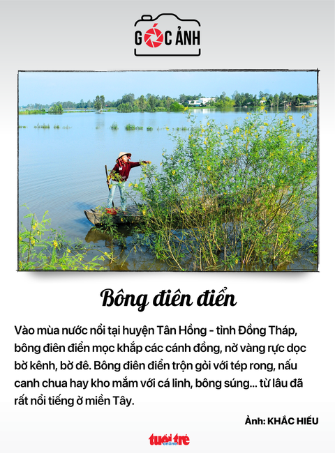Bông điên điển - Ảnh: KHẮC HIẾU Bông điên điển - Ảnh: KHẮC HIẾU