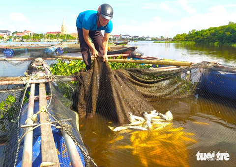 Cá nuôi lồng bè của hàng chục hộ dân bất ngờ chết hàng loạt - Ảnh 1. Cá nuôi lồng bè bị chết phơi bụng trên mặt nước - Ảnh: LÊ MINH