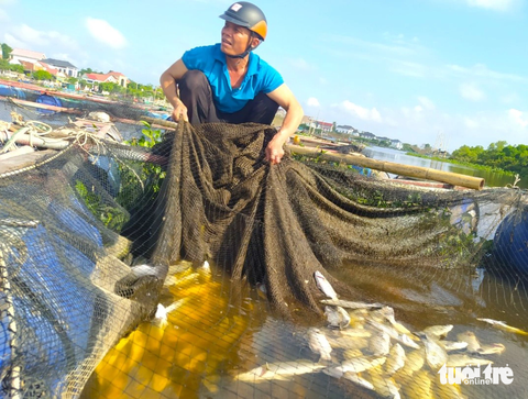 Dân nói xả nước khiến cá chết, đơn vị vận hành nói làm đúng quy trình - Ảnh 1. Ông Nguyễn Văn Đức bên lồng cá nuôi bị chết của gia đình - Ảnh: LÊ MINH