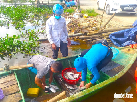 Dân nói xả nước khiến cá chết, đơn vị vận hành nói làm đúng quy trình - Ảnh 2. Người dân thôn Sông Hải vớt cá chết đưa lên bờ bán để gỡ gạc chi phí - Ảnh: LÊ MINH