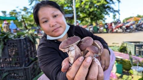 Chợ ‘lộc trời' bên hông di tích đàn tế triều Nguyễn - Ảnh 2. Chị Ngọc Mai (tiểu thương tại chợ nấm tràm) nhẩm tính xong vụ nấm này có khi chị kiếm lời hơn 15 triệu đồng - Ảnh: NHẬT LINH