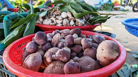 Chợ ‘lộc trời' bên hông di tích đàn tế triều Nguyễn - Ảnh 3. Rổ nấm tràm loại 1 mũm mĩm, căng mộng này được bán với giá 100.000 đồng/kg - Ảnh: NHẬT LINH