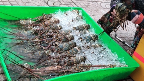 Trung Quốc là thị trường nhập khẩu tôm hùm lớn nhất của Việt Nam - Ảnh 1. Tôm hùm được bày bán tại TP.HCM - Ảnh: N.TRÍ