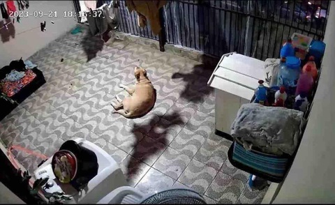 Ảnh vui 8-10: Gia chủ 'check cam' thấy chú chó đang bay lơ lửng - Ảnh 1. "Check cam" xong xoắn não luôn.