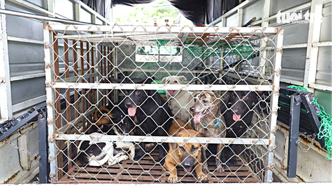 Chó thả rông vẫn lông nhông khắp phố - Ảnh 2. Chó thả rông, không rọ mõm do đội bắt chó Phường Hiệp Bình Chánh, Thủ Đức bắt về trong một ngày - Ảnh: NGỌC QUÝ