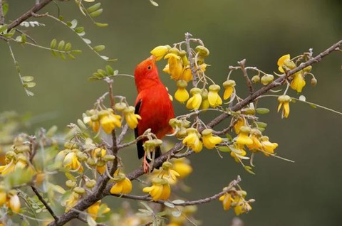 Hàng triệu con muỗi 'nhảy dù' xuống Hawaii để cứu loài chim biểu tượng - Ảnh 1. Iiwi (Vestiaria coccinea), một loài chim ong mật Hawaii phổ biến ăn mật hoa chỉ được tìm thấy trong rừng núi cao của quần đảo Hawaii - Ảnh: ALARMY STOCK