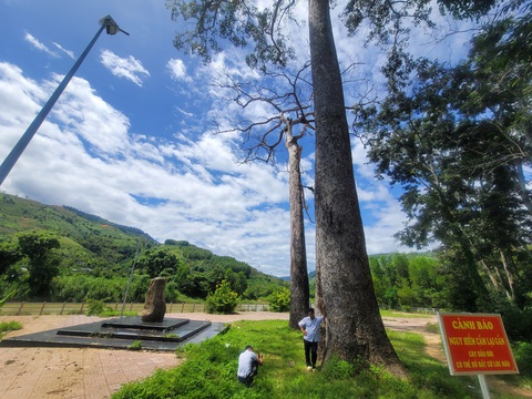 Cây di sản cũng như người bệnh già, cứu rất khó - Ảnh 4. Xã Thành Sơn cắm biển cấm lại gần hai cây dầu rái tránh cành khô gãy rơi trúng - Ảnh: TRẦN HƯỚNG