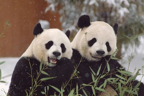 Gấu trúc Mei Xiang (trái) và Tian Tian tại sở thú ở Washington, Mỹ - Ảnh: CGTN Gấu trúc Mei Xiang (trái) và Tian Tian tại sở thú ở Washington, Mỹ - Ảnh: CGTN