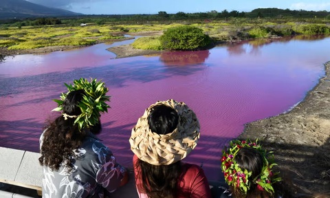 Bí ẩn ao nước chuyển màu hồng ở Hawaii - Ảnh 1. Người dân ngắm nhìn màu hồng lạ mắt của ao nước trong Khu bảo tồn động vật hoang dã Kealia Pond ở Maui, Hawaii, ngày 8-11 - Ảnh: AP