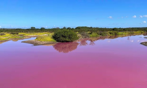 Bí ẩn ao nước chuyển màu hồng ở Hawaii - Ảnh 3. Nhiều giả thiết được đưa ra đằng sau màu hồng kỳ lạ của ao nước ven biển này - Ảnh: AP