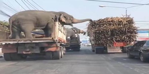 Ảnh vui 10-11: Đúng cũng thành sai! - Ảnh 6. Cơm dâng đến miệng mà không ăn cũng phí.