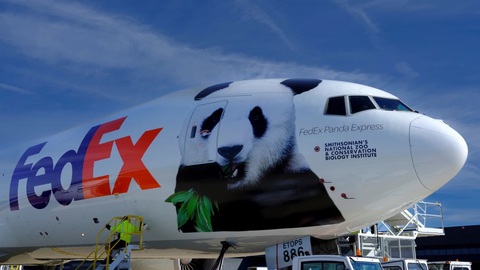 Gấu trúc tạm biệt Mỹ để về quê nhà Trung Quốc - Ảnh 3. Máy bay vận chuyển của FedEx đưa 3 gấu trúc ở Mỹ về Trung Quốc - Ảnh: FEDEX
