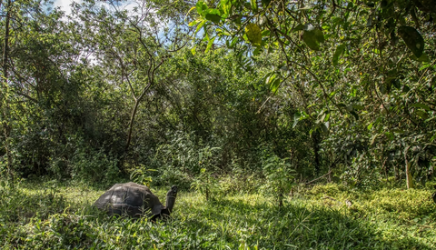 Thế giới sẽ mất loài rùa khổng lồ Galapagos vì con người xả rác? - Ảnh 5. Ảnh: AFP/GETTY