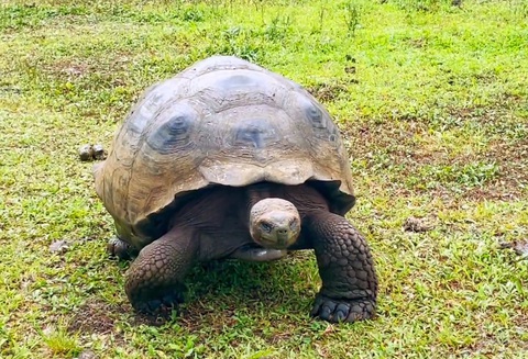 Thế giới sẽ mất loài rùa khổng lồ Galapagos vì con người xả rác? - Ảnh 6. Ảnh: CBS NEWS