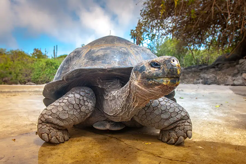 Ảnh: Shutterstock FOTOGRIN Một con rùa khổng lồ Galapagos - Ảnh: Shutterstoc/ FOTOGRIN