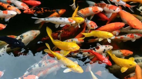 Cá koi Nhật - Ảnh: BACKYARD LIFE Cá koi Nhật - Ảnh: BACKYARD LIFE
