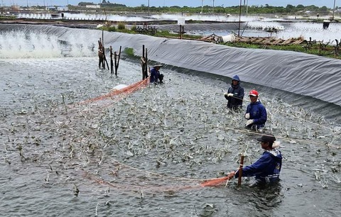 - Ảnh 1. Đại biểu dự Liên hoan thanh niên nông thôn toàn quốc sẽ có trải nghiệm tham quan mô hình nuôi tôm công nghệ cao ở Sóc Trăng - KHẮC TÂM