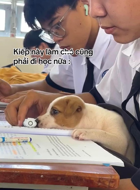 Ảnh vui 12-11: Ốp lưng điện thoại dành cho người có gia đình - Ảnh 6. Nhất quỷ nhì ma thứ ba học trò