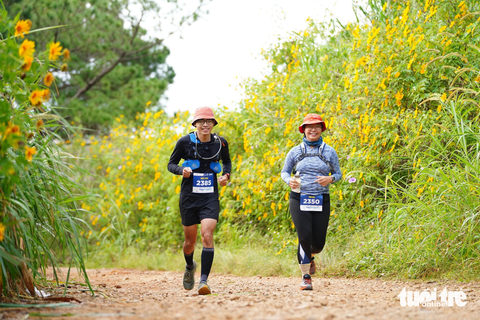 Lộ cung đường chạy Đà Lạt mộng mơ tại Lâm Đồng Trail - Ảnh 2. Giải chạy diễn ra đúng thời điểm Đà Lạt có hoa dã quỳ nở rộ - Ảnh: M.V.