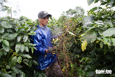 Mất trộm cà phê, bị bẻ cả cành và cây - Ảnh 1. Nhiều cành và trái cà phê bị kẻ trộm bẻ rồi vứt lại ở vườn - Ảnh: HOÀNG TÁO