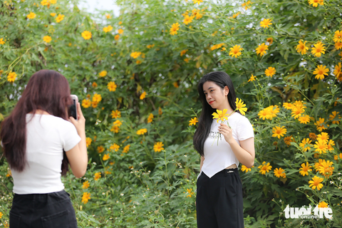 Nhiều nữ sinh tranh thủ chụp cùng hoa trong thời gian hoa nở rộ nhất - Ảnh: HOÀNG TÙNG Nhiều nữ sinh tranh thủ chụp cùng hoa trong thời gian hoa nở rộ nhất - Ảnh: HOÀNG TÙNG