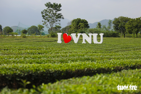 Bên cạnh hoa dã quỳ, khi đến với Đại học quốc gia Hà Nội cơ sở Hòa Lạc du khách cũng có thể check-in với đồi chè VNU - Ảnh: HOÀNG TÙNG Bên cạnh hoa dã quỳ, khi đến với Đại học Quốc gia Hà Nội cơ sở Hòa Lạc, du khách cũng có thể check-in với đồi chè VNU - Ảnh: HOÀNG TÙNG